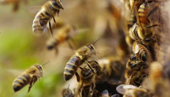 Honey Bees Control